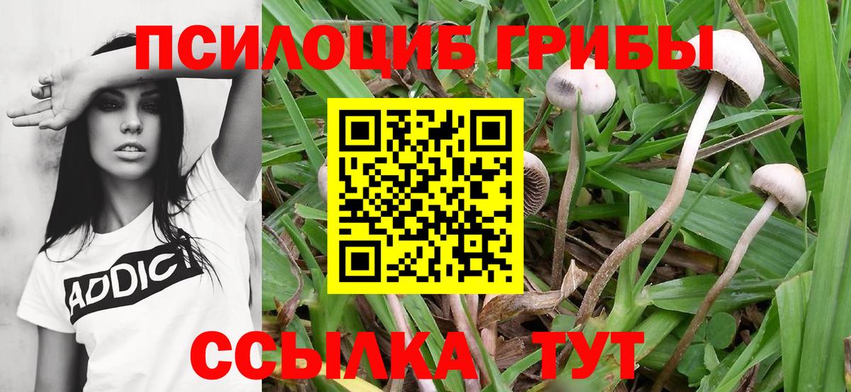Курск  Псилоцибиновые грибы мухоморы  закладка  Вход с VPN 
